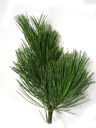swiss stone pine (pinus cembra), leaves (needles) triangular, whorls of 5. 2009-01-26, Pentax W60. keywords: arve, zirbe, auvier, pincembro, arole, zembra, zimbro